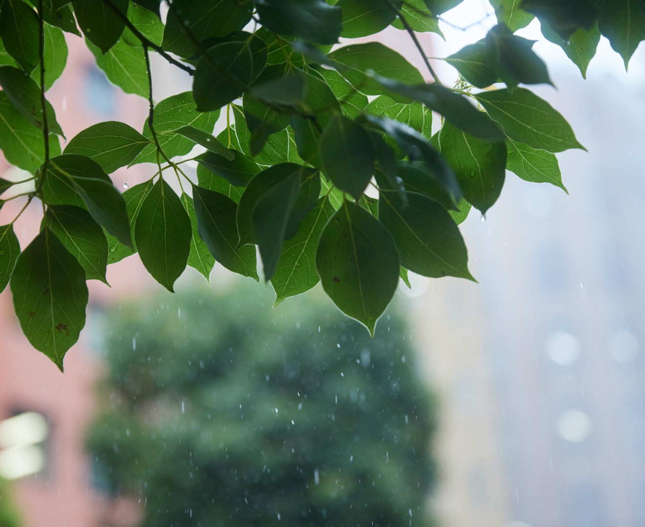 leaves